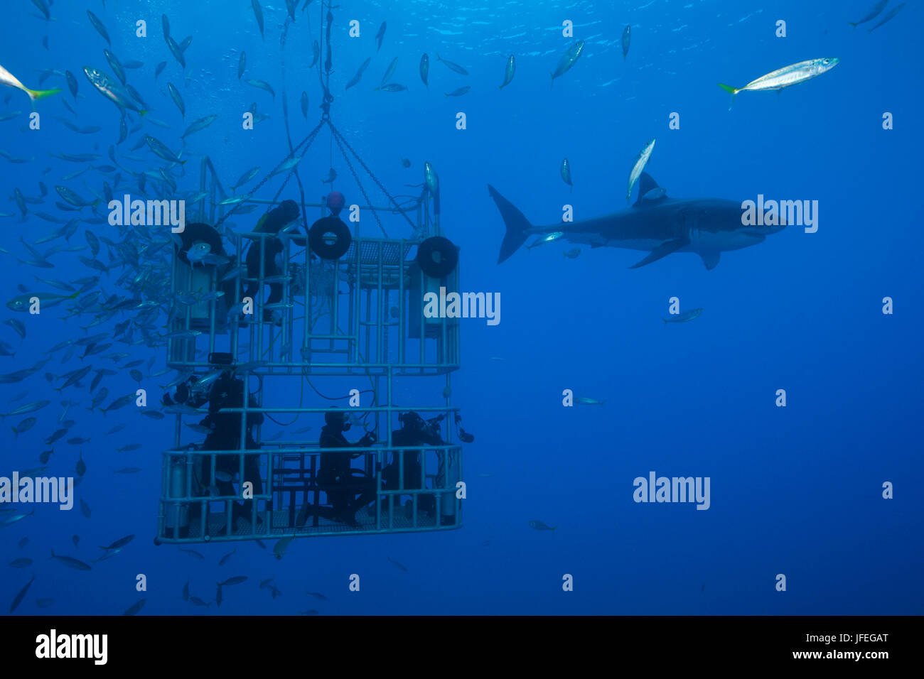 Cage diving with the Great white shark, Carcharodon carcharias, Guadalupe Island, Mexico Stock Photo