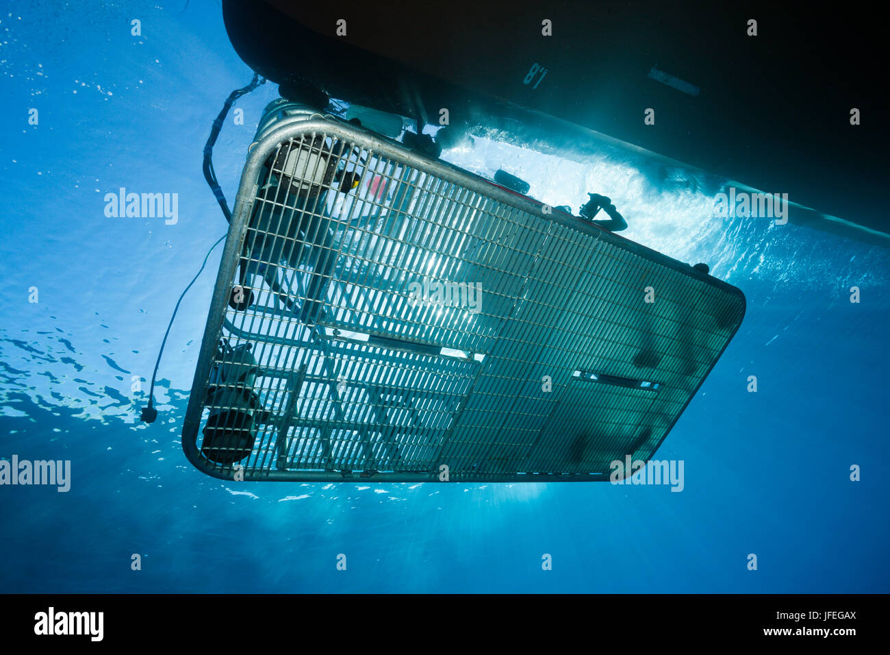 Cage diving with the Great white shark, Guadalupe Island, Mexico Stock Photo