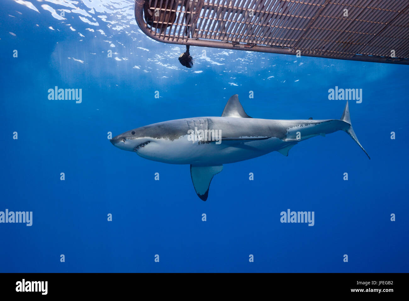 Cage diving with the Great white shark, Carcharodon carcharias, Guadalupe Island, Mexico Stock Photo