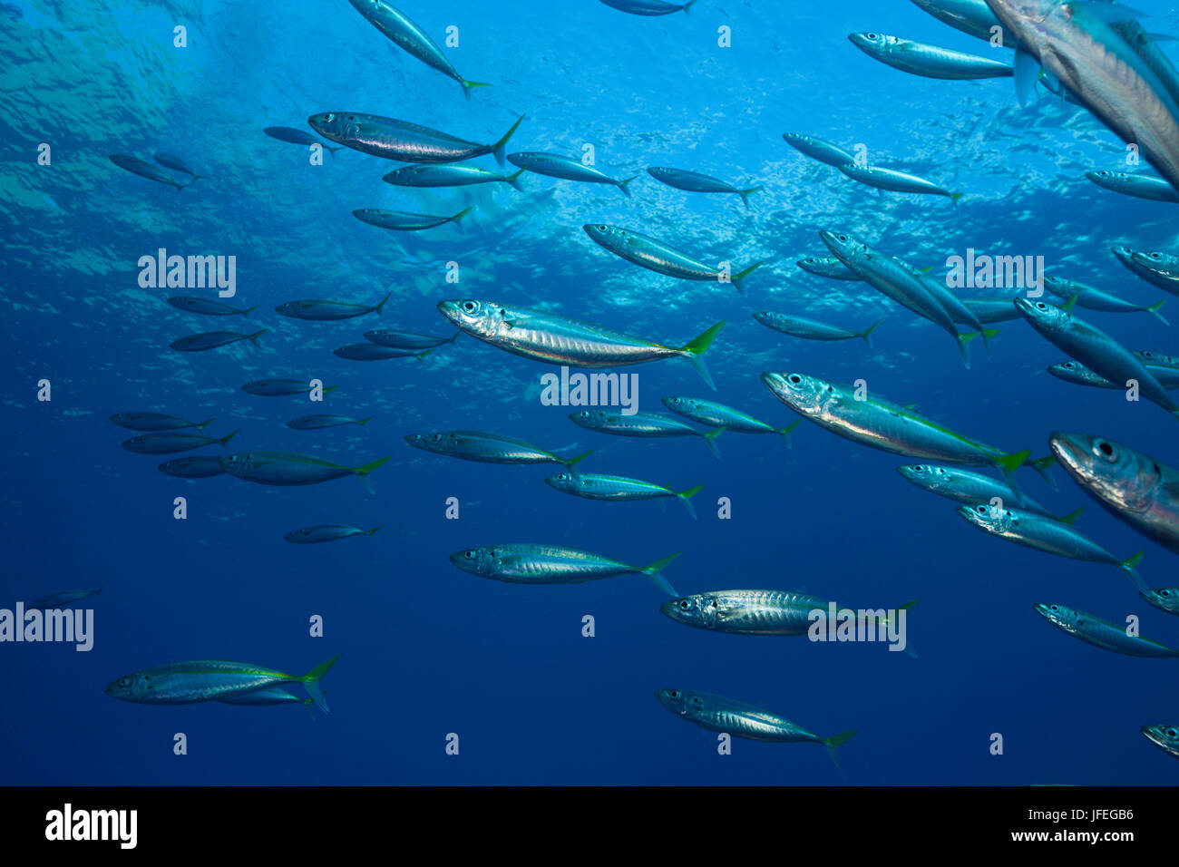 Pacific jack mackerels, Trachurus symmetricus, Guadalupe Island, Mexico Stock Photo