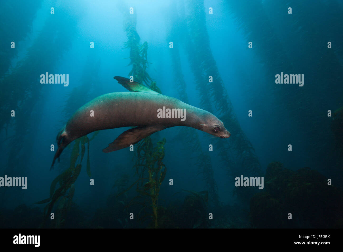 Californian sea lion in kelp forest, Zalophus californianus, San Benito