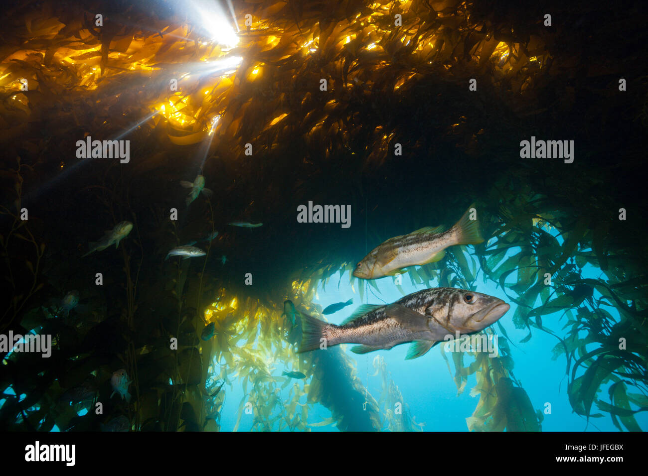 Kelp bass, Paralabrax clathratus, San Benito Island, Mexico Stock Photo