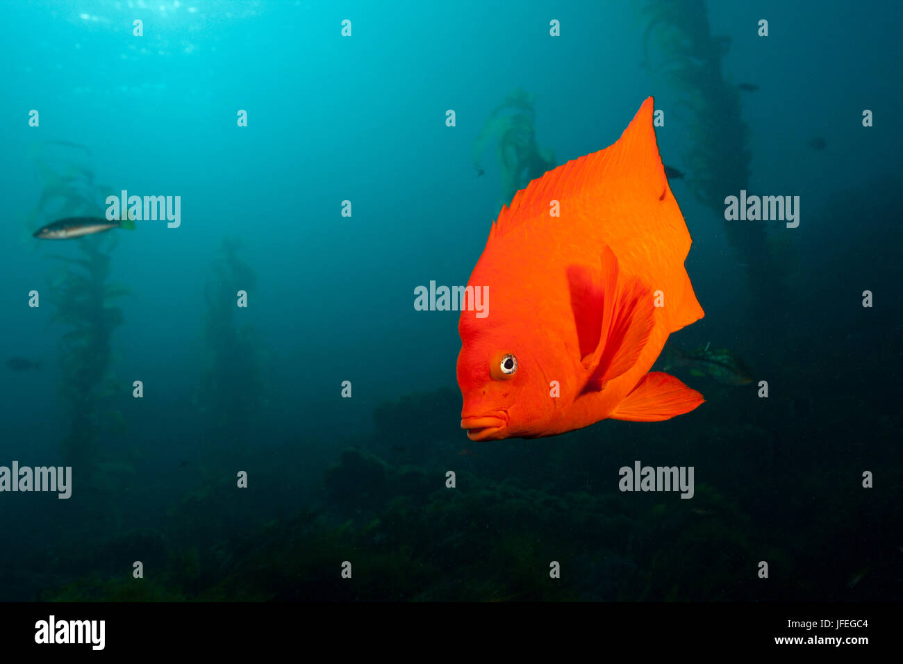 Garibaldifische hires stock photography and images Alamy