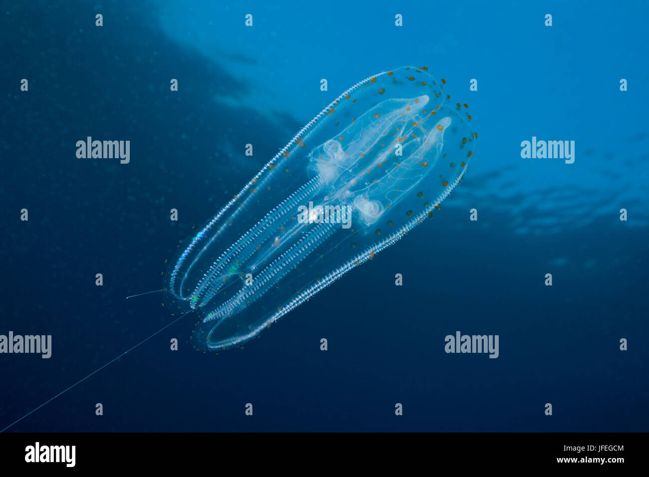Iridescent ctenophore, Ctenphora, Guadalupe Island, Mexico Stock Photo