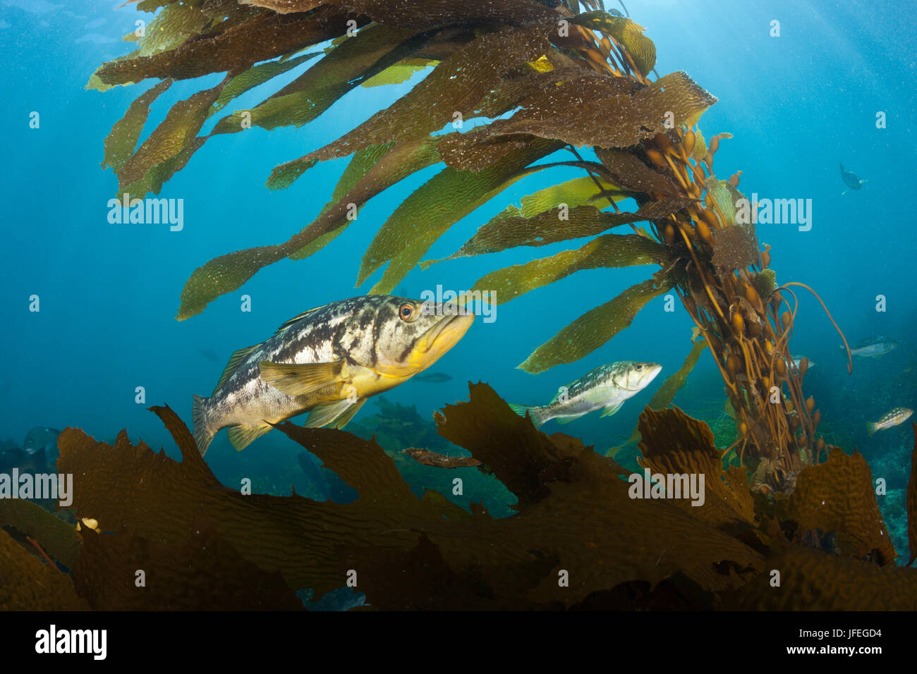 Kelp bass, Paralabrax clathratus, San Benito Island, Mexico Stock Photo