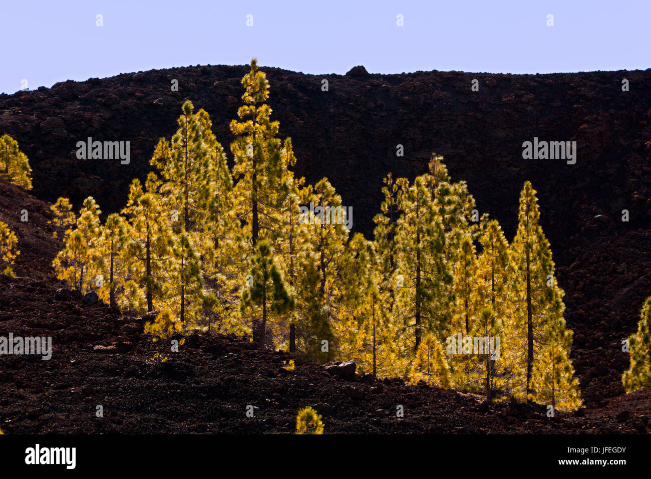 Canaries pines in the Teide national park, Pinus canariensis, Tenerife, Spain Stock Photo