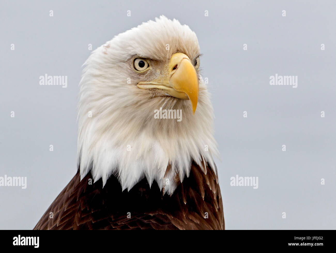 North America, the USA, Alaska, white head lake eagle, medium close-up ...