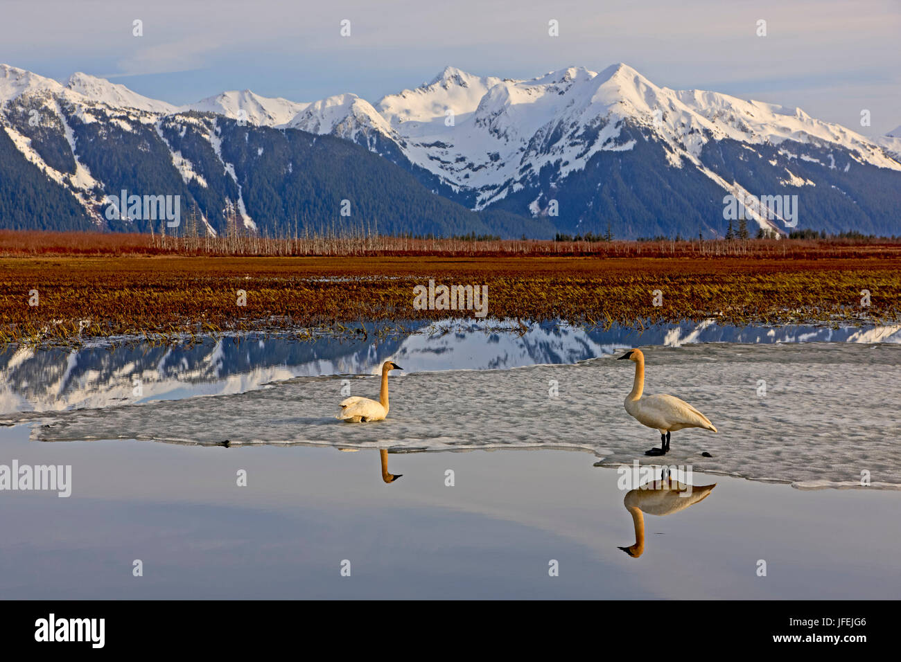 North America, the USA, Alaska, two trumpet player's swans Stock Photo Alamy