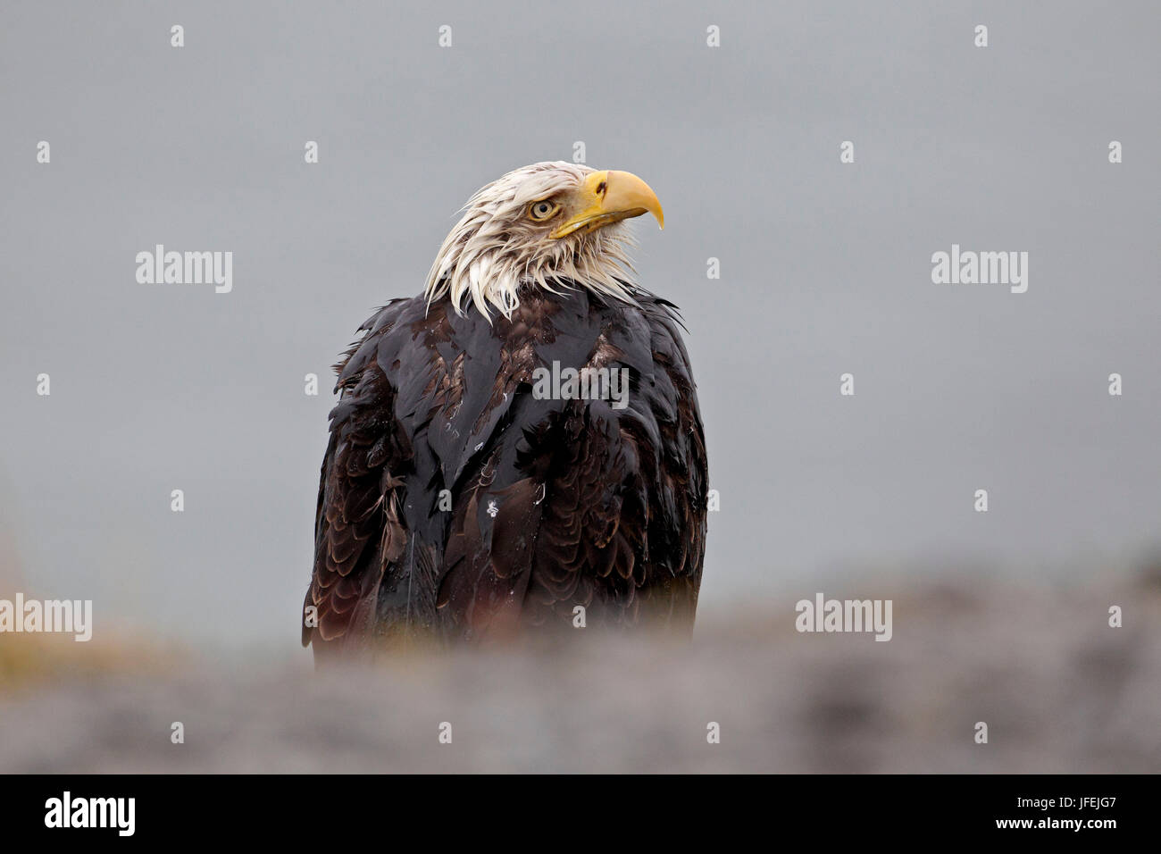 North America, the USA, Alaska, white head lake eagle Stock Photo - Alamy