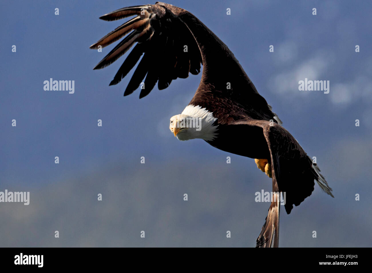 North America, the USA, Alaska, white head lake eagle Stock Photo - Alamy