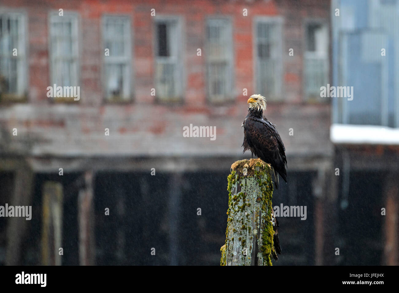 North America, the USA, Alaska, white head lake eagle Stock Photo - Alamy