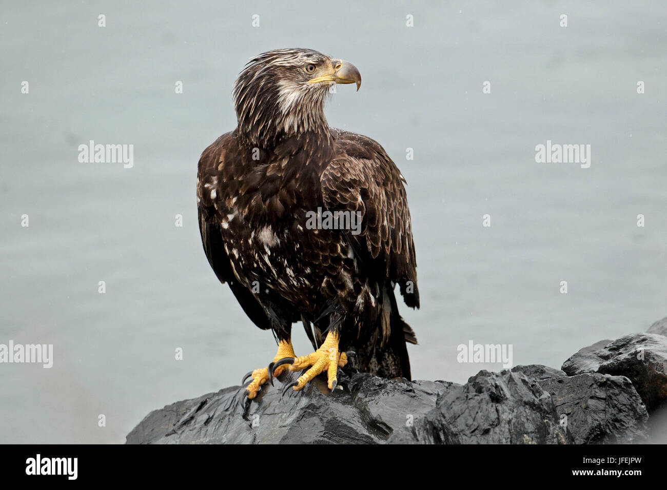 North America, the USA, Alaska, white head lake eagle, medium close-up ...