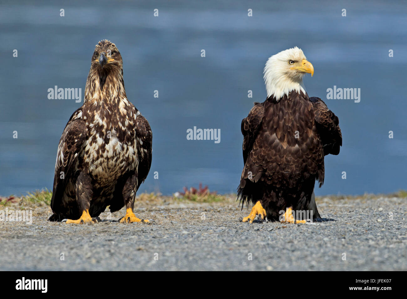 Two white head lake eagles hi-res stock photography and images - Alamy