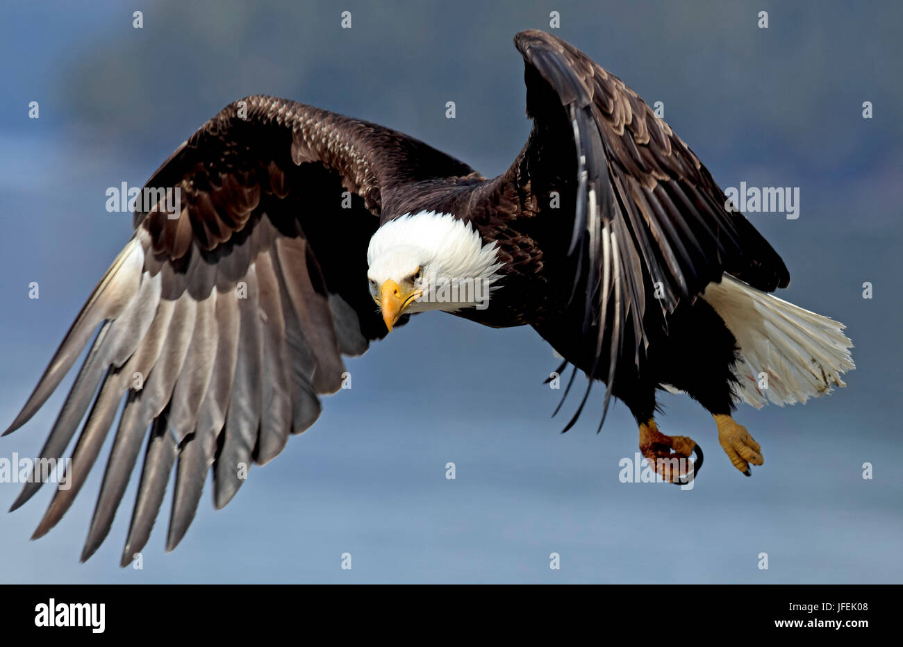 North America, the USA, Alaska, white head lake eagle Stock Photo - Alamy