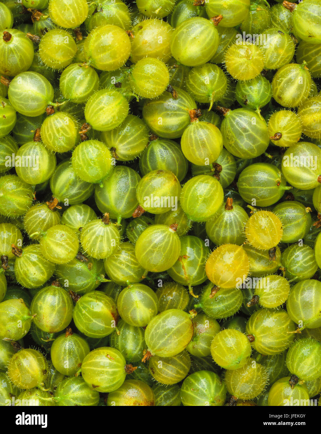 Gooseberries, Ribes uva-crispa, Stock Photo