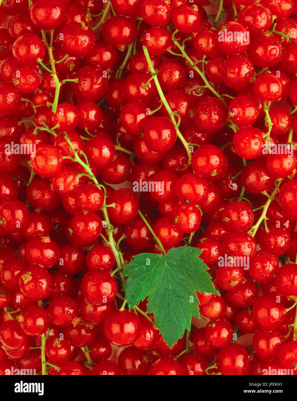 To red currants, Ribes record of proceedings in front of judgment Stock Photo
