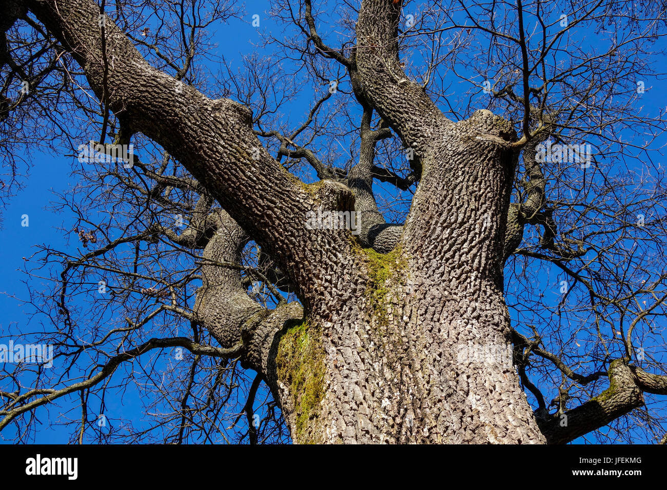 Tree, oak in winter without leaves Stock Photo