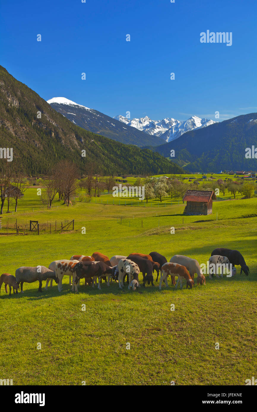Austria, Tyrol, sheep in the Gurgltal with Imst Stock Photo