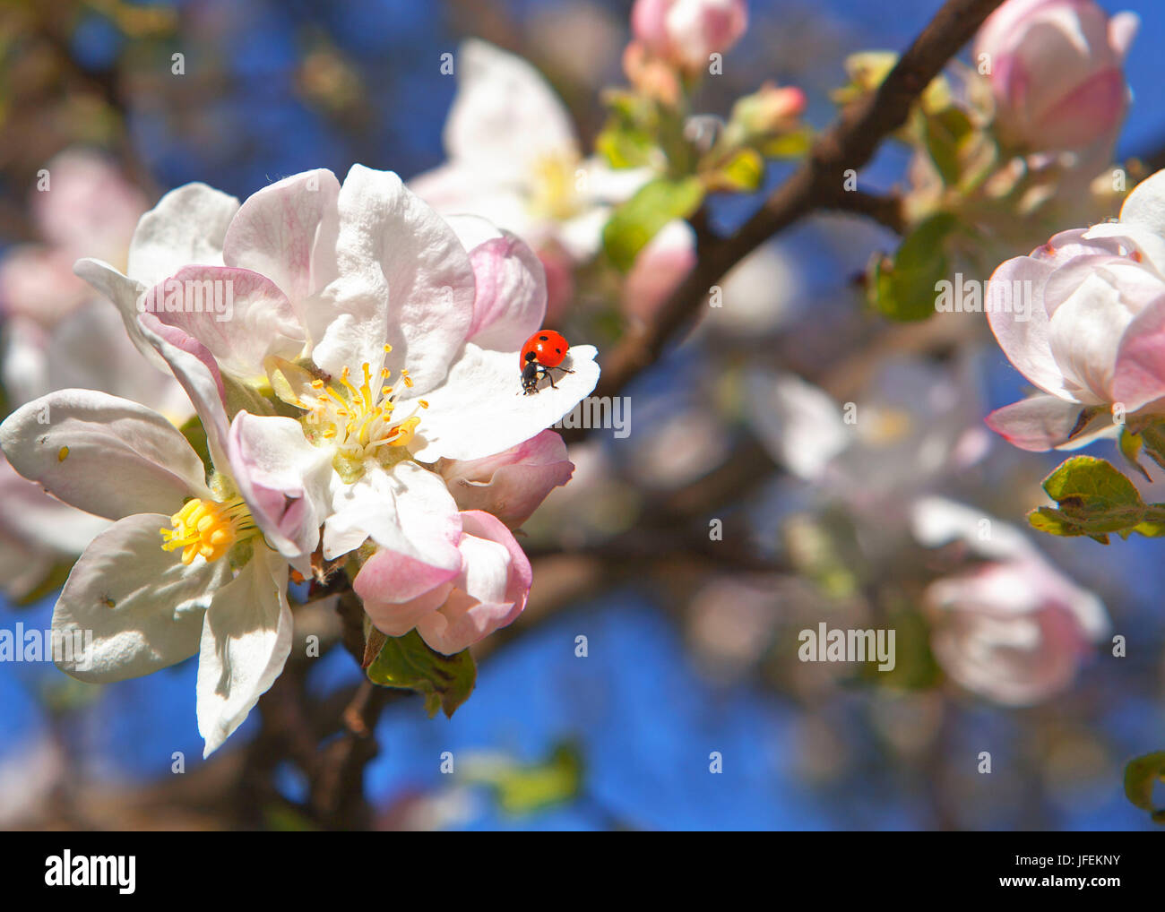 Ladybird on apple blossoms Stock Photo