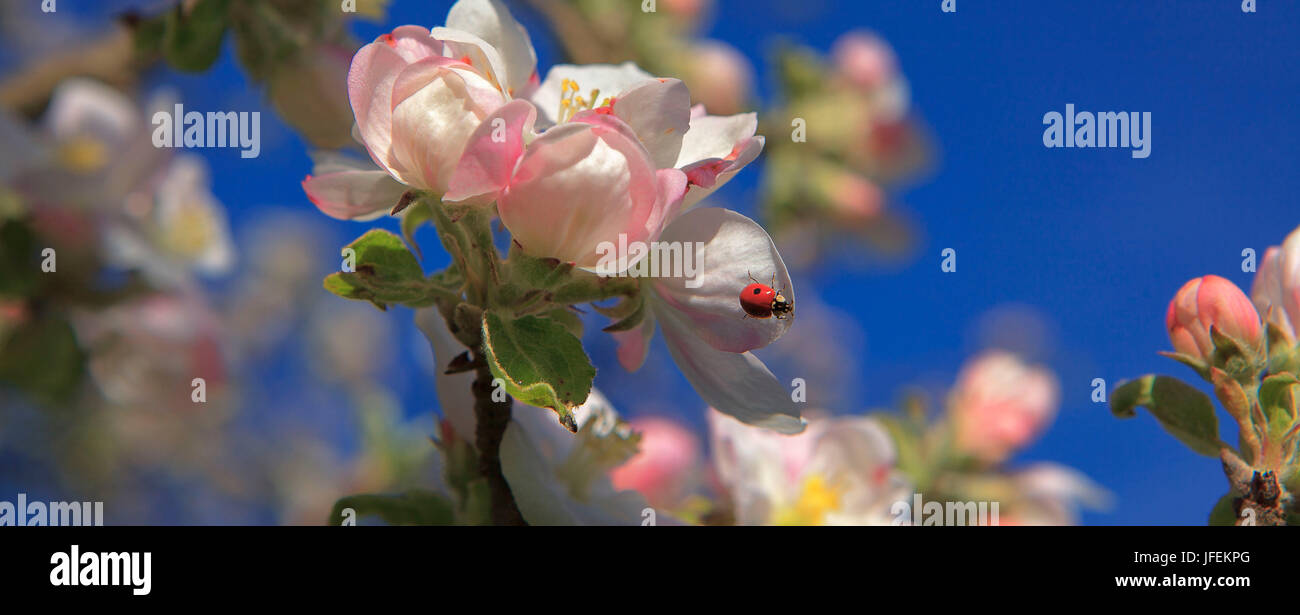 Ladybird on apple blossom Stock Photo