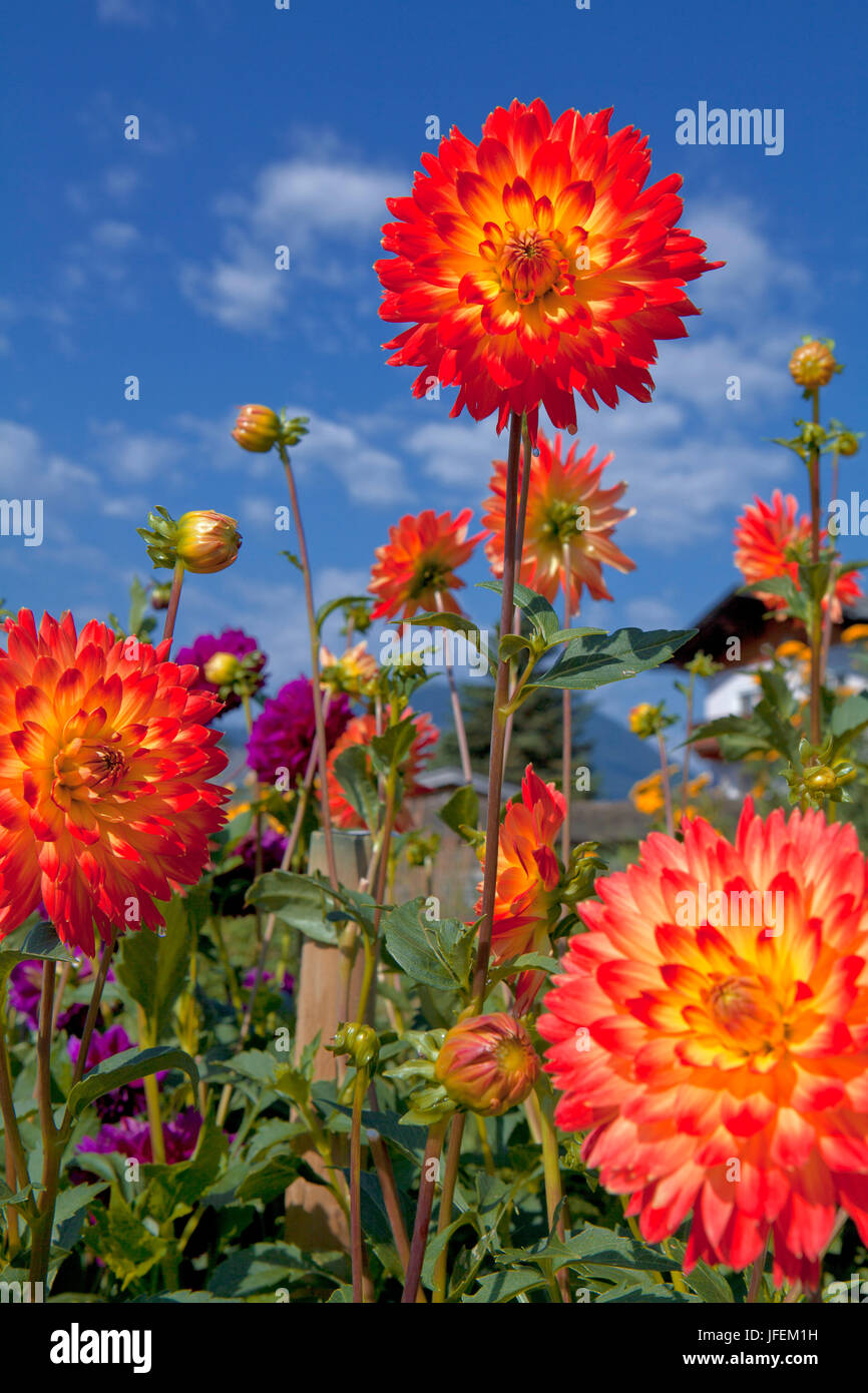 Dahlias garden hi-res stock photography and images - Alamy