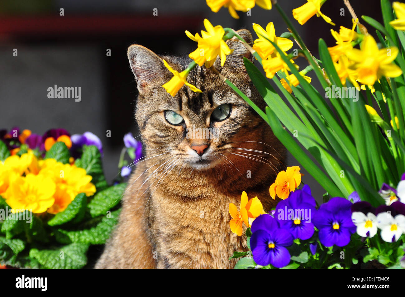 Cat with spring flowers hires stock photography and images Alamy