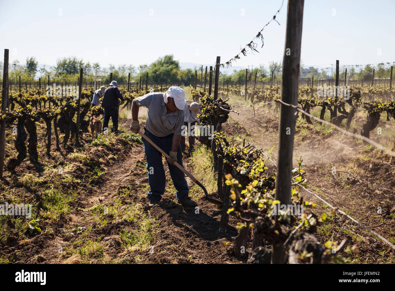 Chile, Valle de Curico, Fairly Trade, wine, wine field, maintain of the floor, workers, Stock Photo