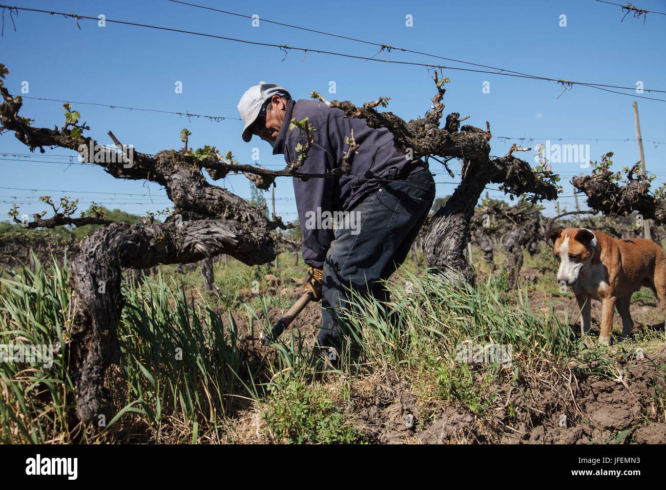 Chile, Valle de Curico, Fairly Trade, wine, wine field, maintain of the floor, workers, Stock Photo