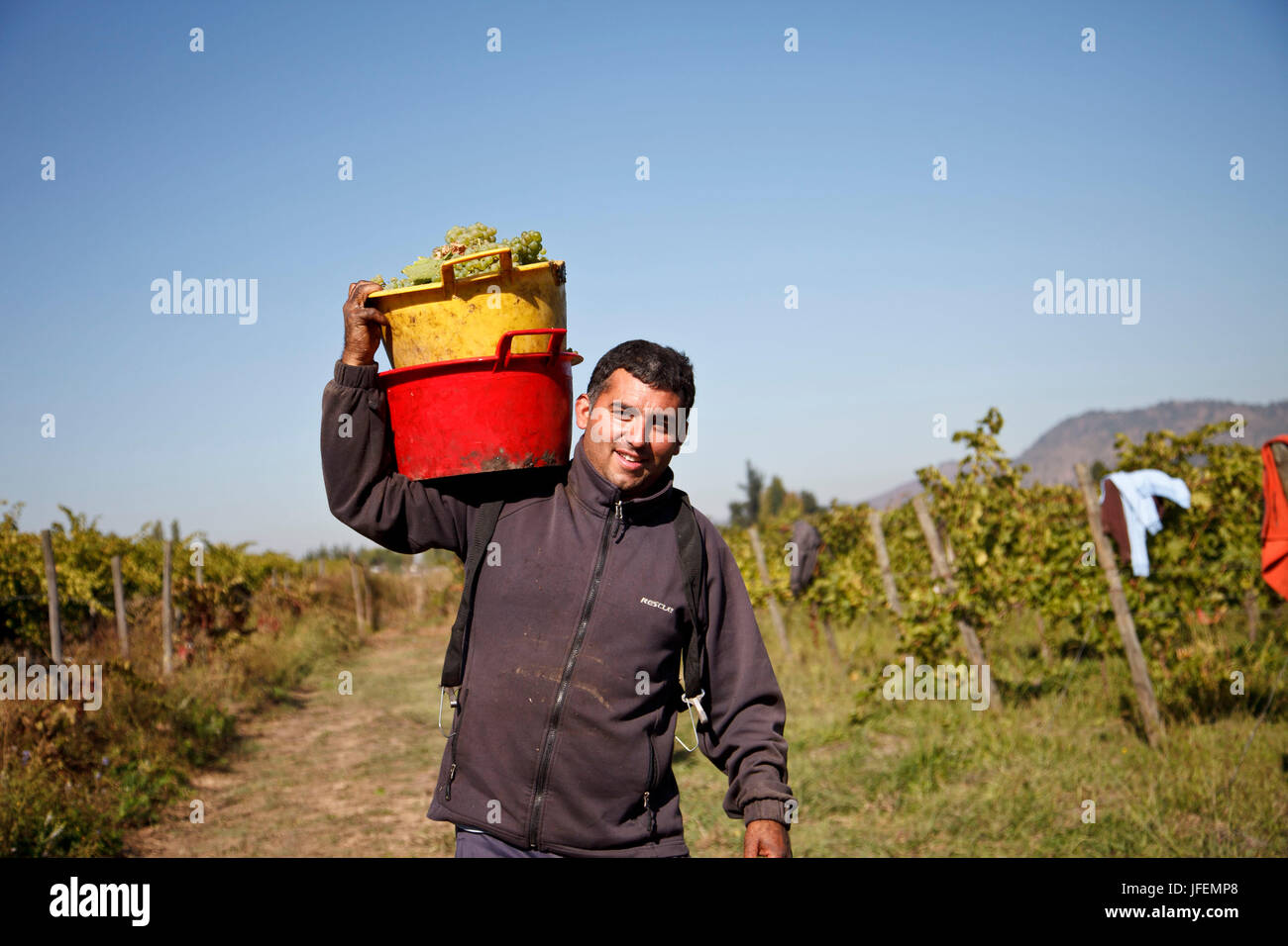 Chile, Valle de Curico, Fairly Trade, wine, vintage, harvest assistant, Stock Photo