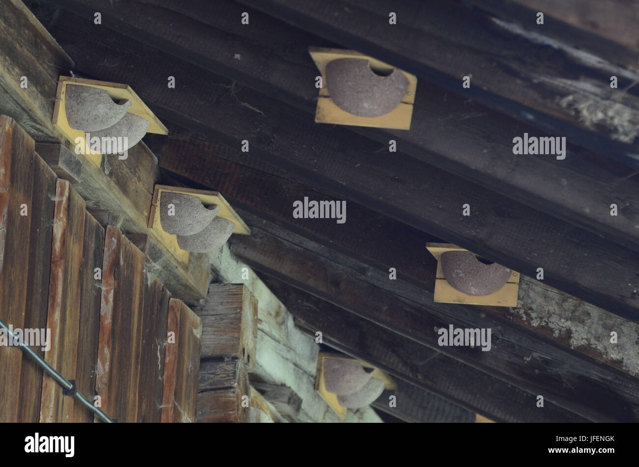 Roof ridge, nesting box, artificially, swift Stock Photo