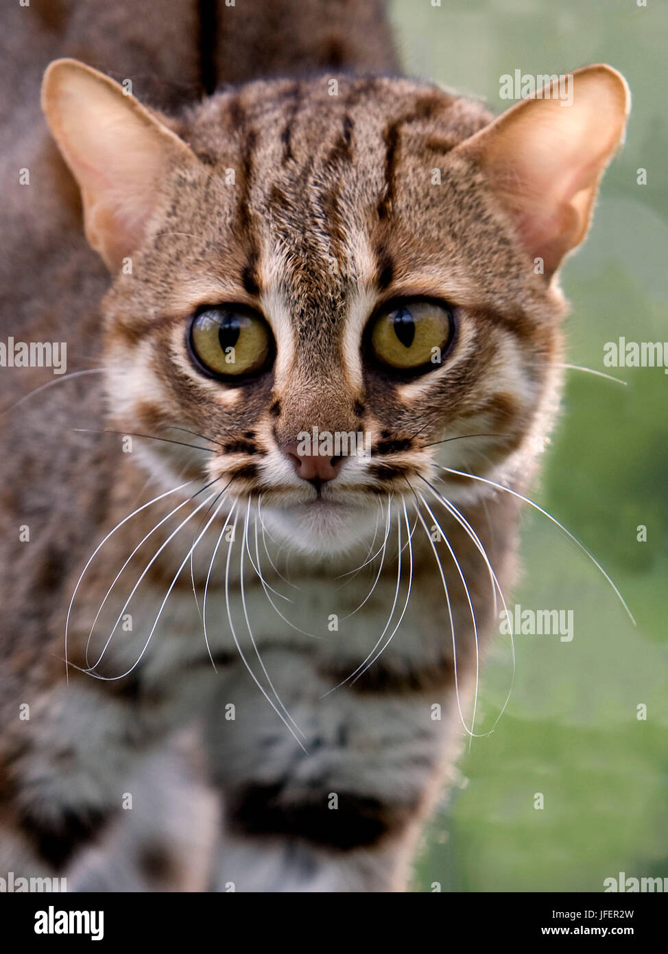 Rusty-Spotted Cat, prionailurus rubiginosus, Portrait of Adult Stock Photo