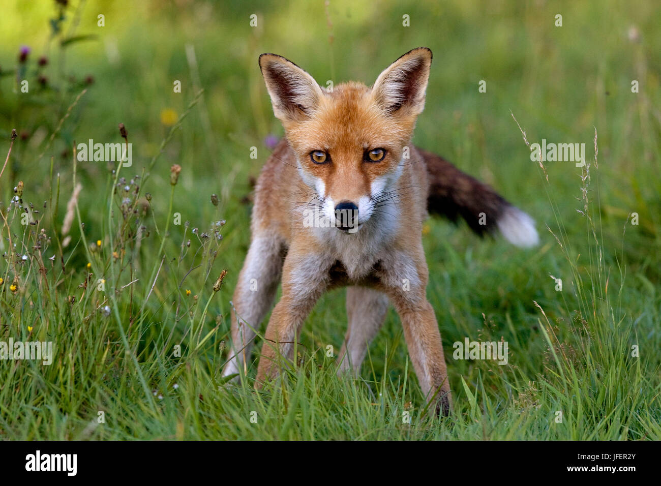 Red Fox, vulpes vulpes, Normandy Stock Photo Alamy