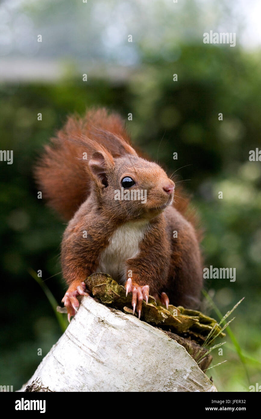 Red Squirrel, sciurus vulgaris, standing on Stump, Normandy Stock Photo