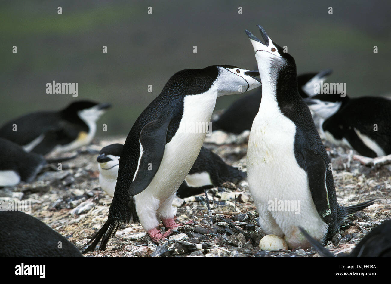 Chinstrap Penguin, pygoscelis antarctican, Pair standing on Nest, with Egg, Antarctica Stock Photo
