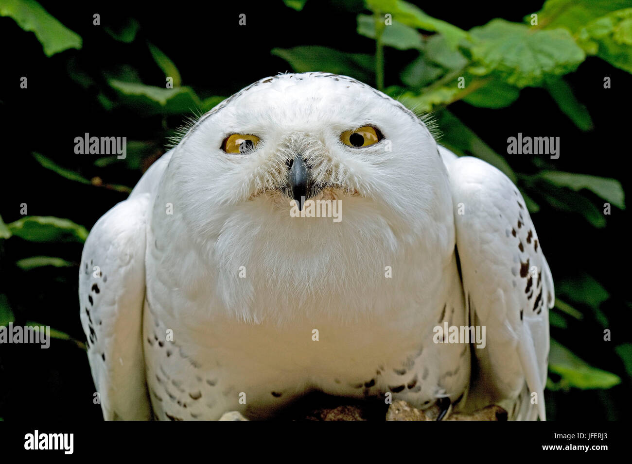 Snowy Owl, nyctea scandiaca Stock Photo