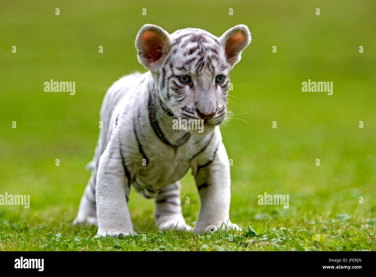 White Tiger, panthera tigris, Cub Stock Photo