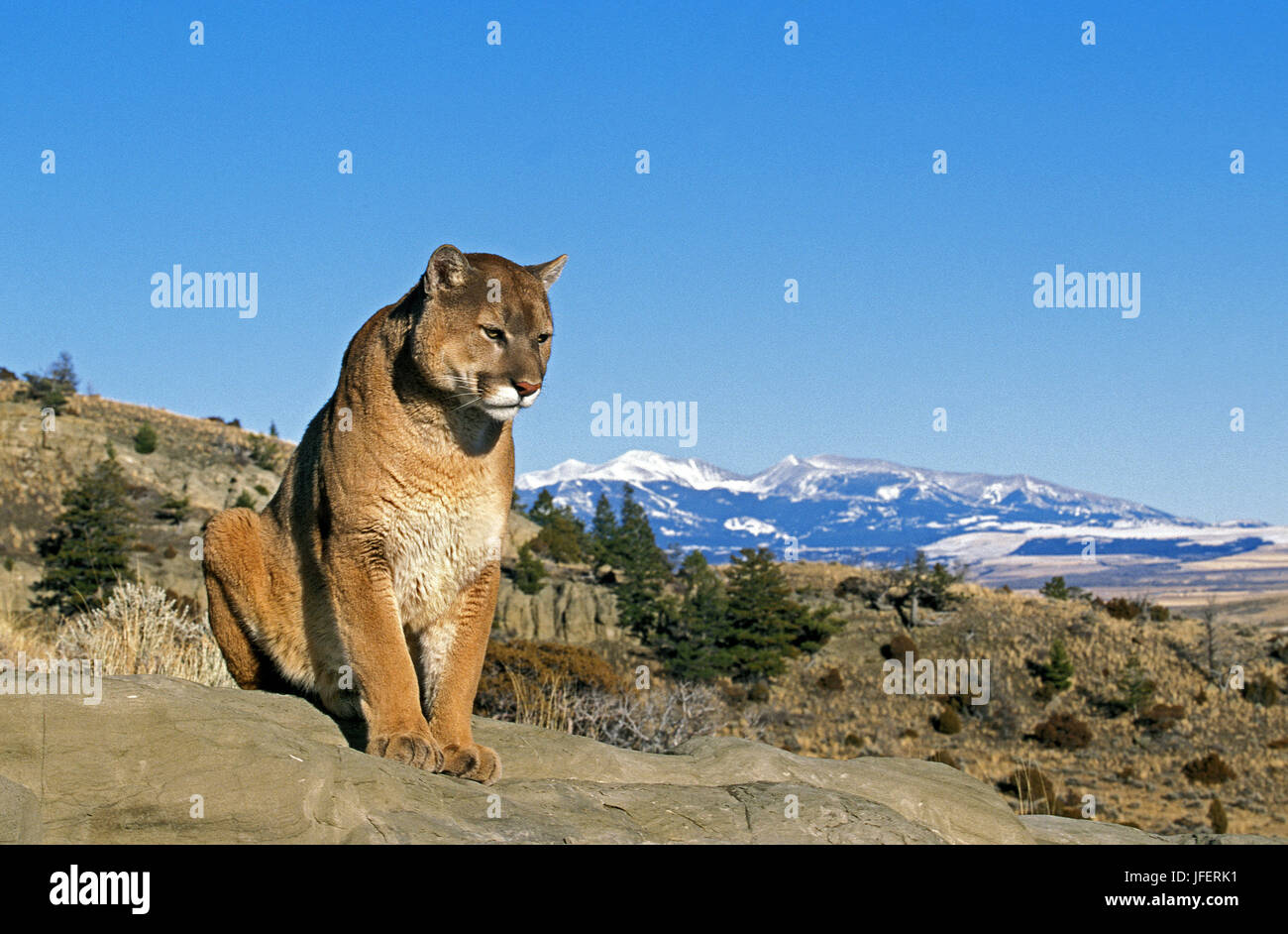 Cougar, puma concolor, standing on Rock, Montana Stock Photo Alamy