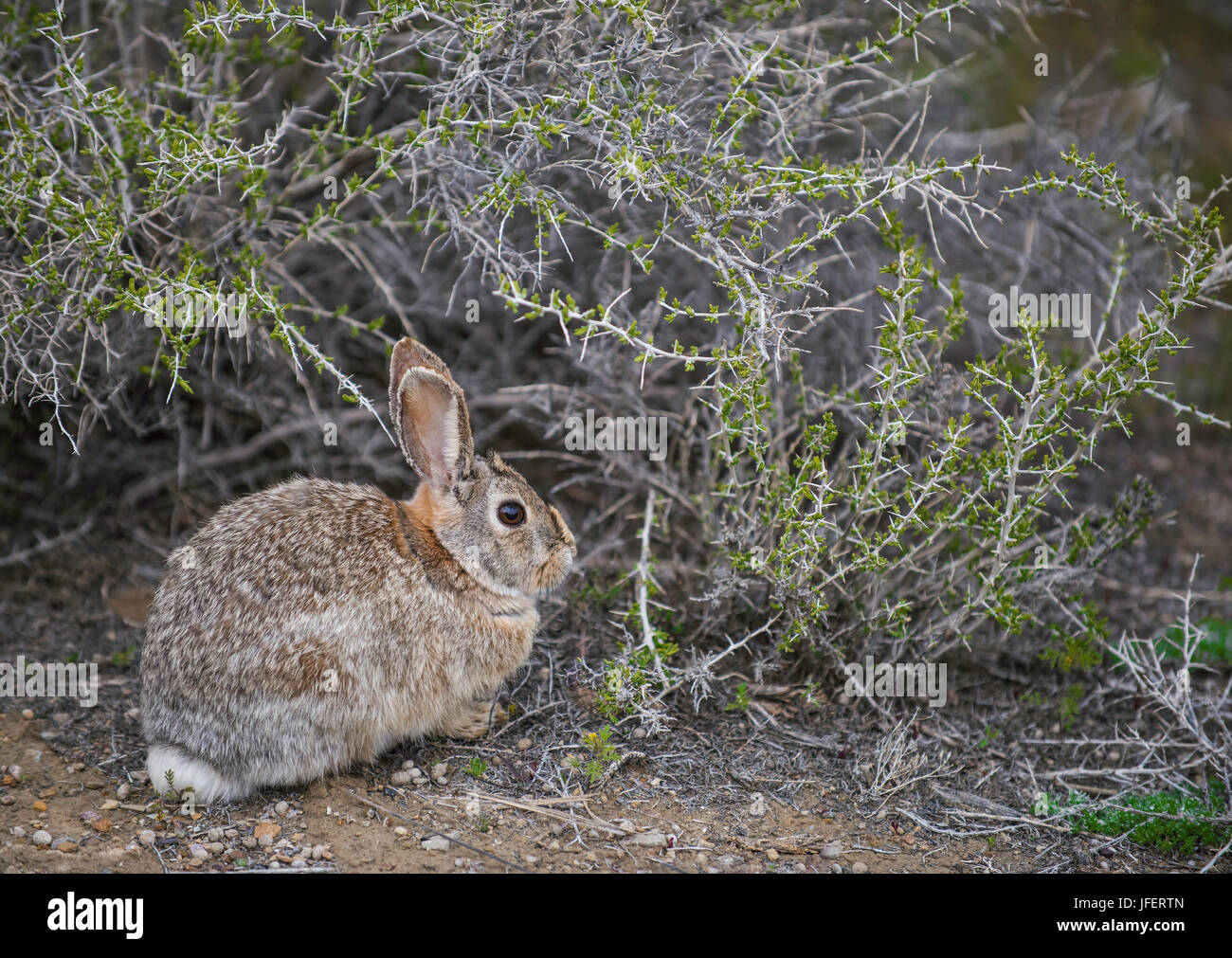 Desert Cottontail Rabbit (Sylvilagus audubonii), feeding on sage brush, Wyoming USA Stock Photo