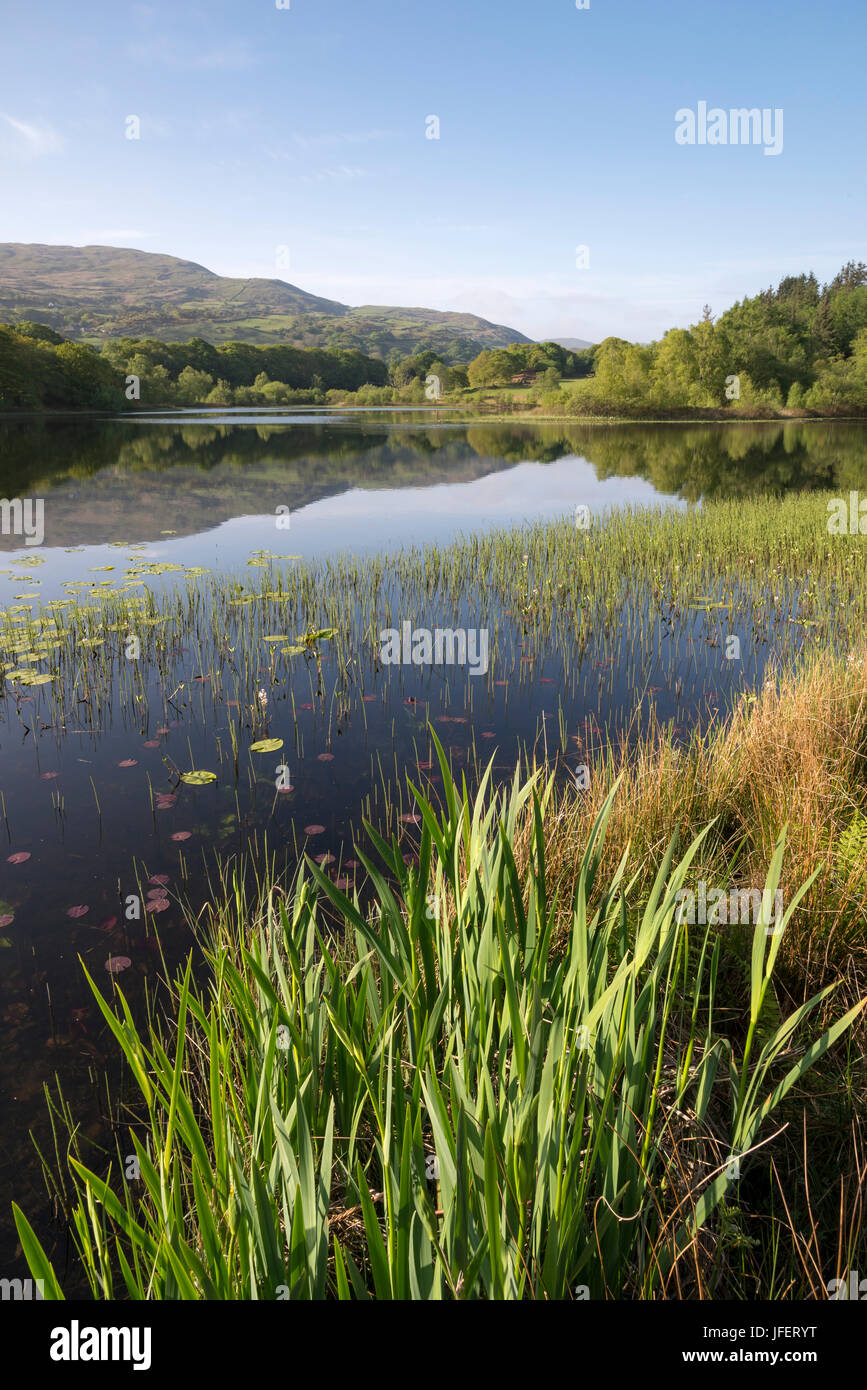 Llyn Tecwyn Isaf, a beautiful lake near Harlech in the Snowdonia national park, North Wales. Stock Photo