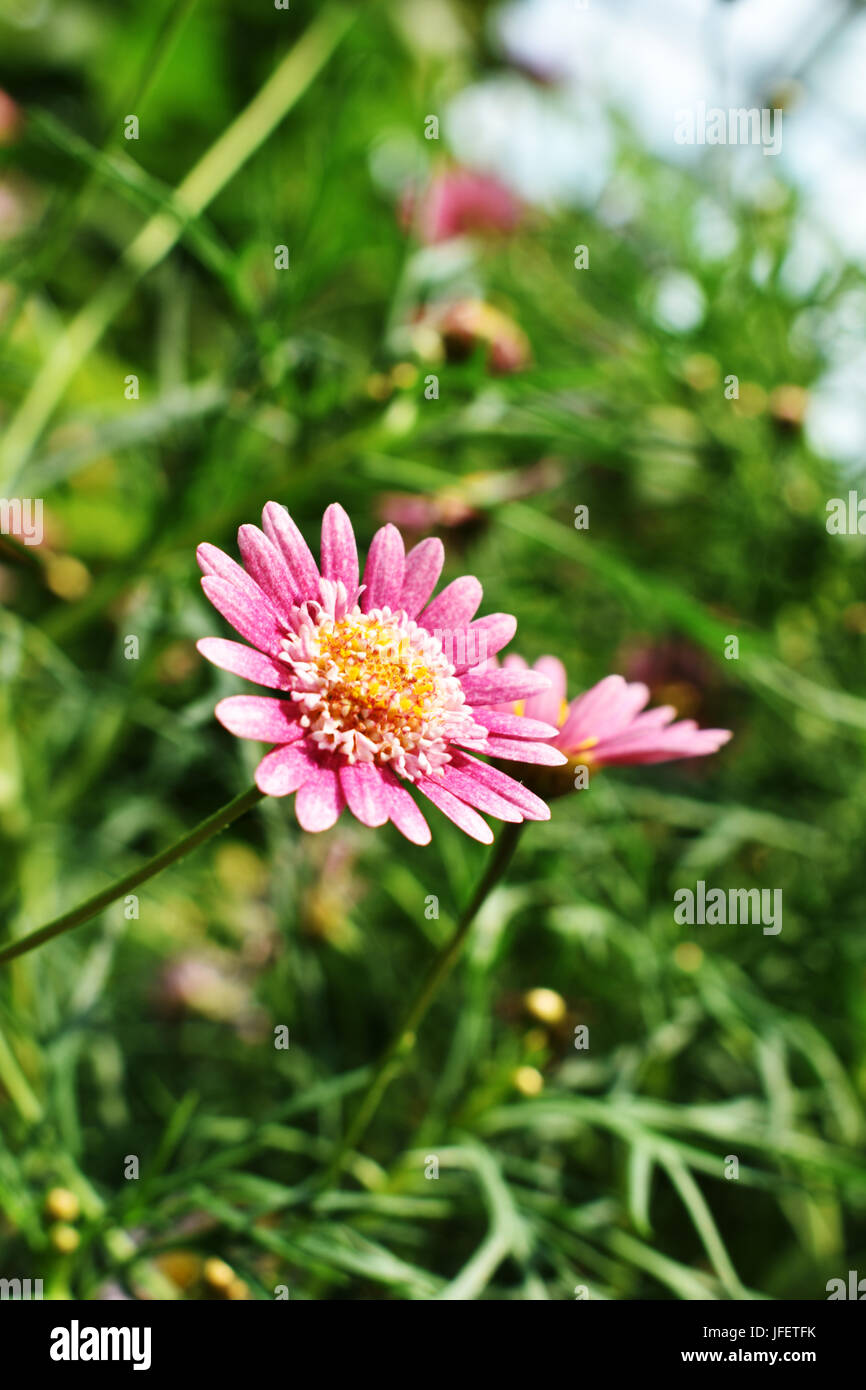Pink daisy flower leaning towards the sun Stock Photo