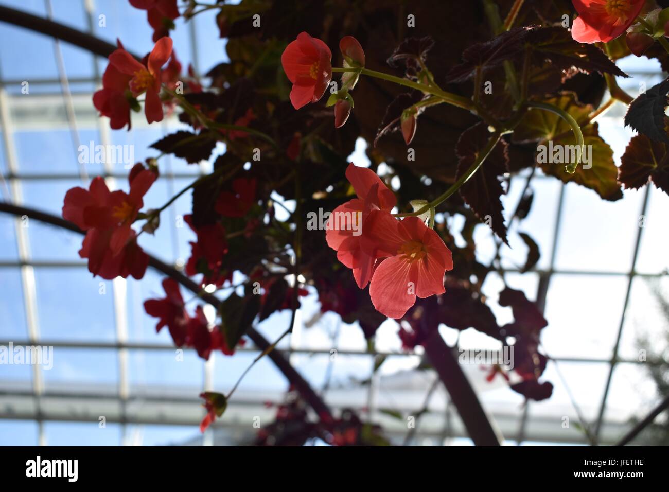 Pink flower leaning towards the sun in the greenhouse Stock Photo Alamy