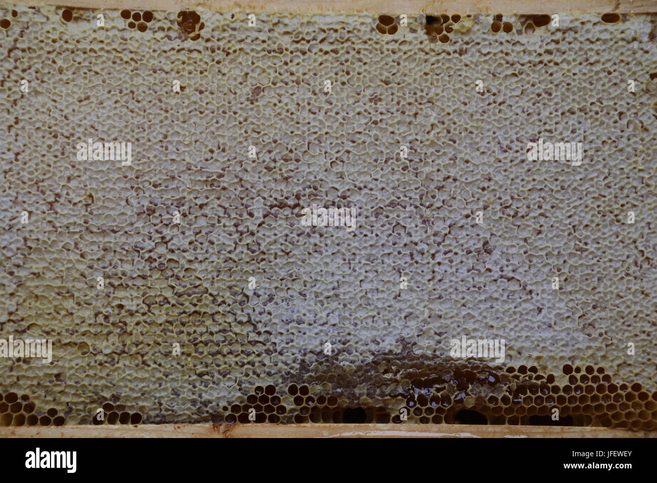 honeycomb completely capped Stock Photo - Alamy