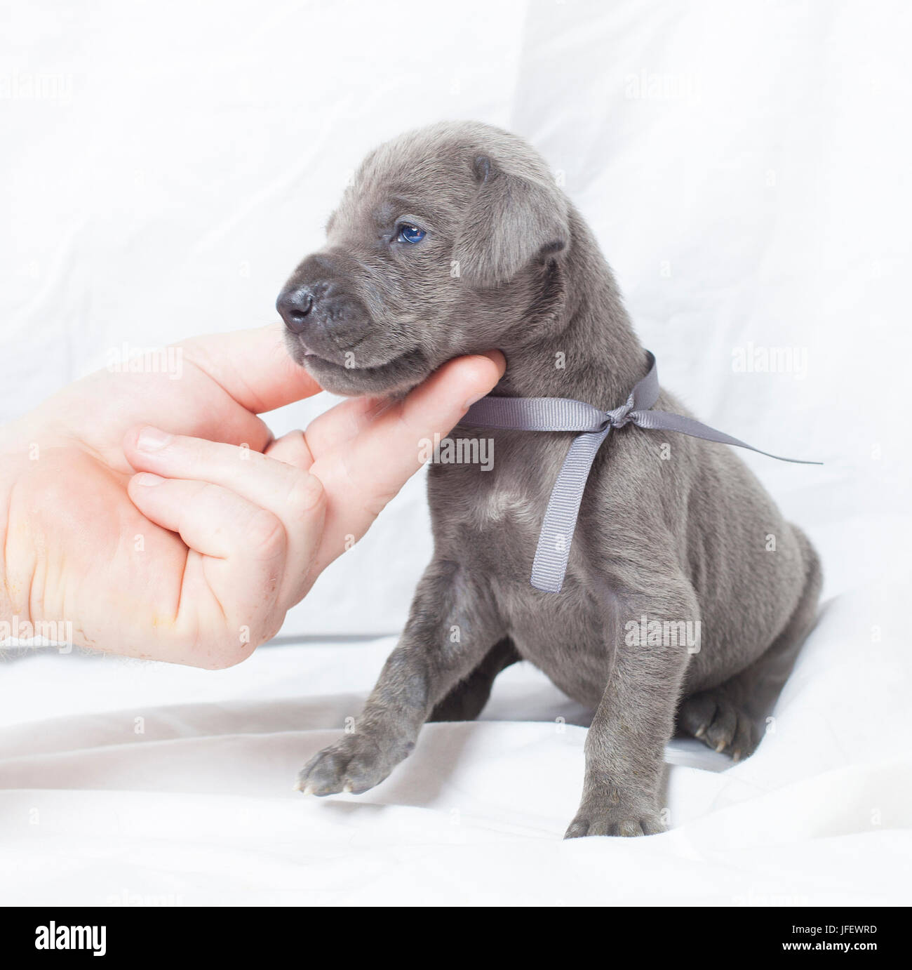 Dog with fur turning grey hires stock photography and images Alamy
