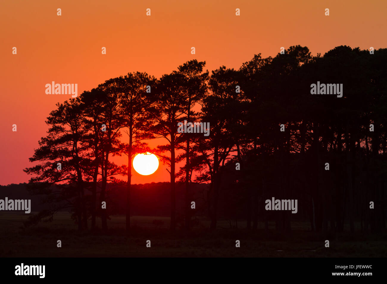 Silhouette of trees during a bright orange sunset on a clear evening. Stock Photo