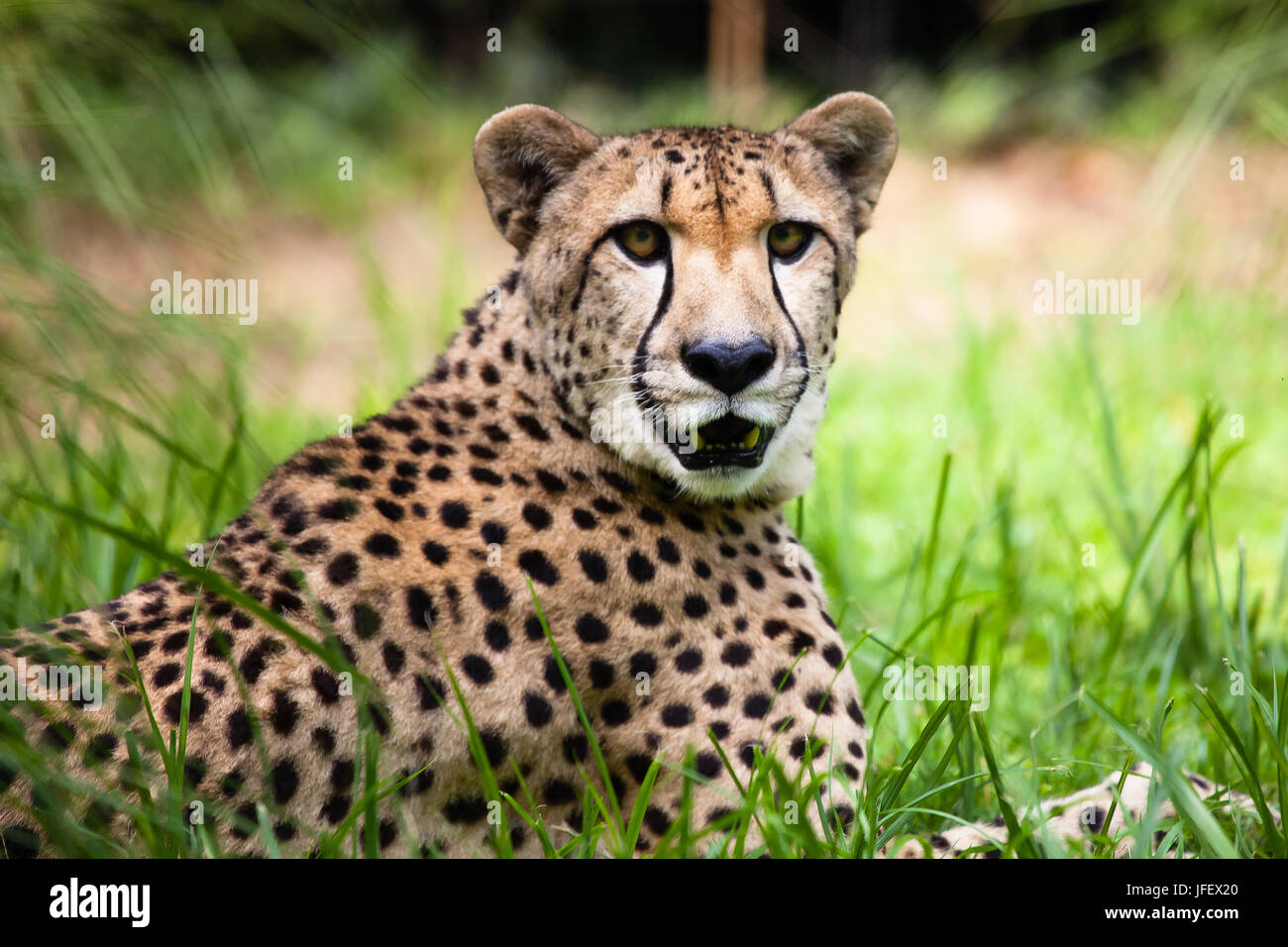 close-up of a beautiful spotted cheetah Stock Photo