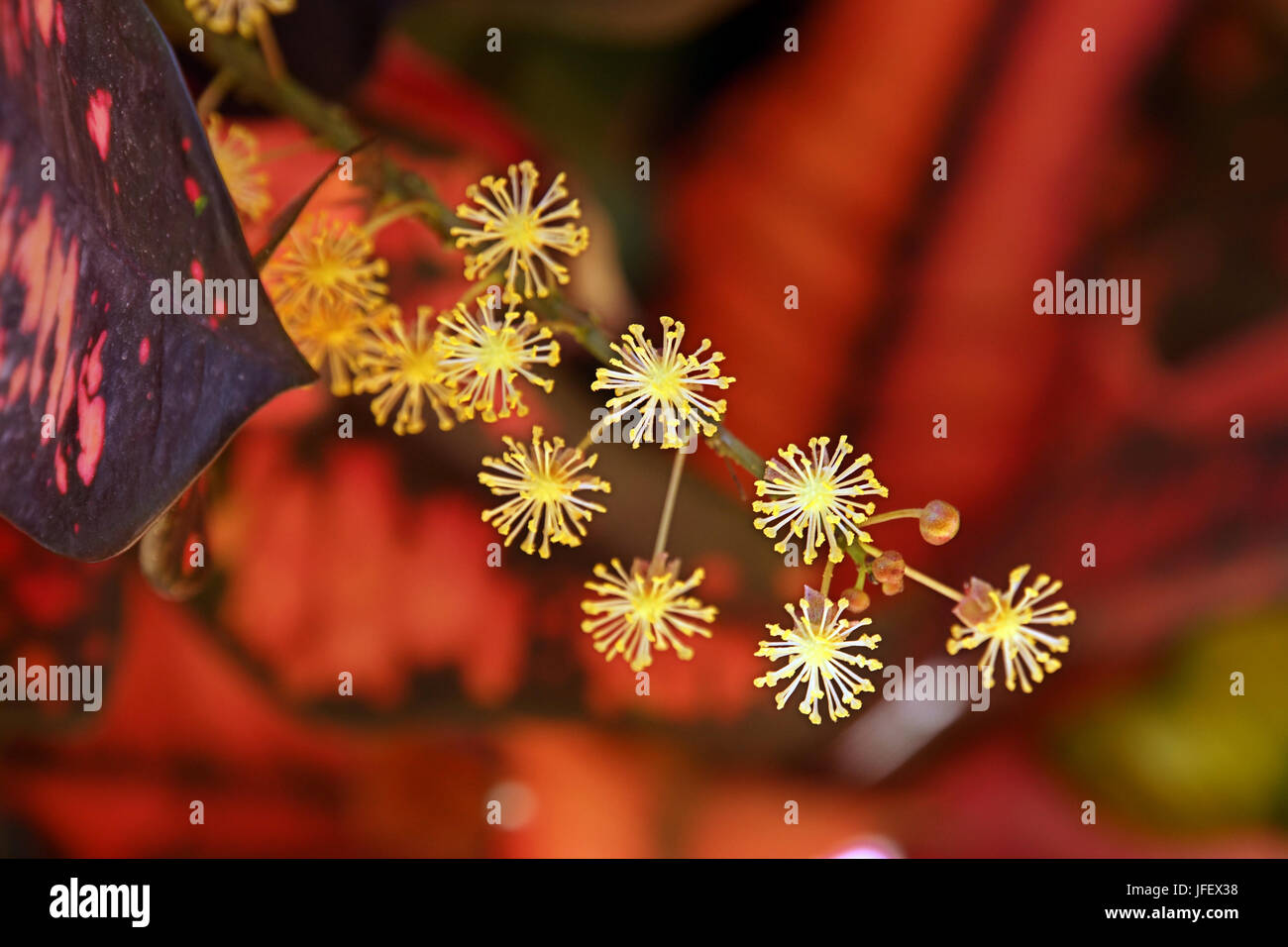 garden Croton with male blossoms Stock Photo