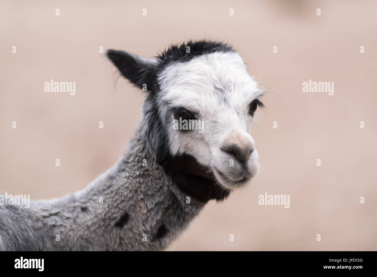 Portrait alpaca Stock Photo