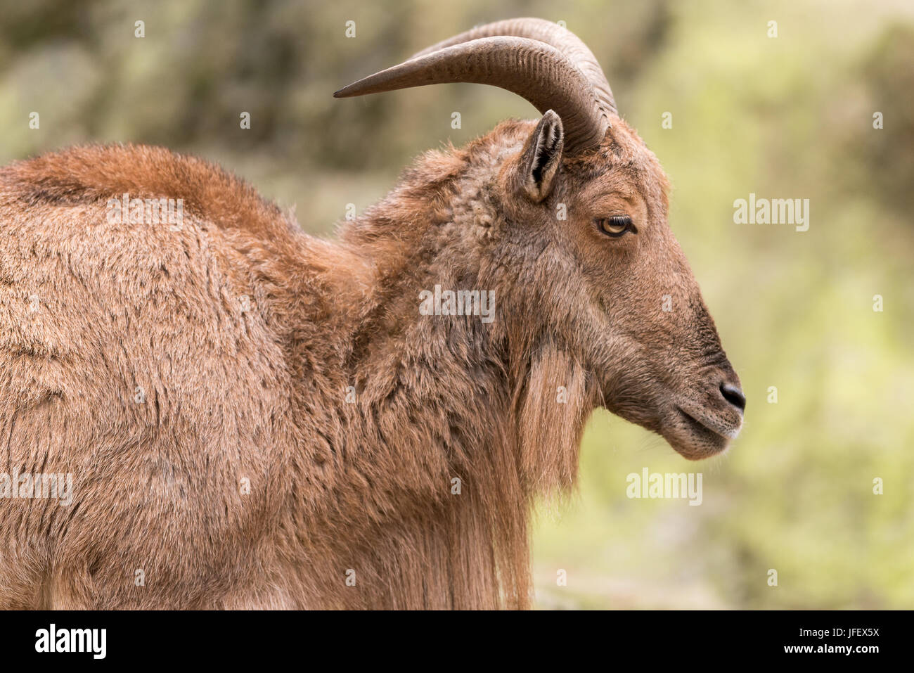 Barbary Sheep Stock Photo