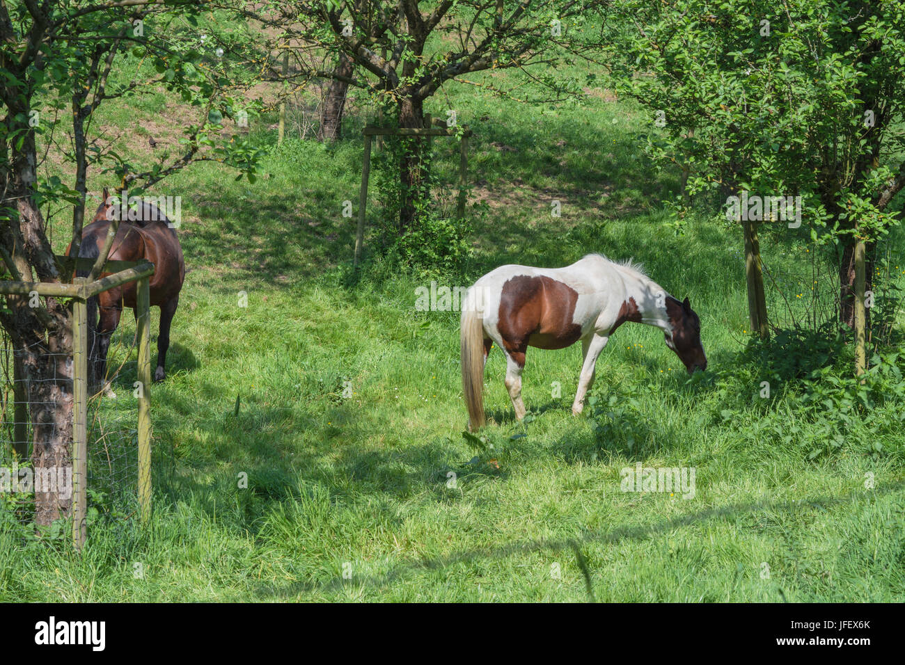 Brown white horse in a pasture Stock Photo - Alamy