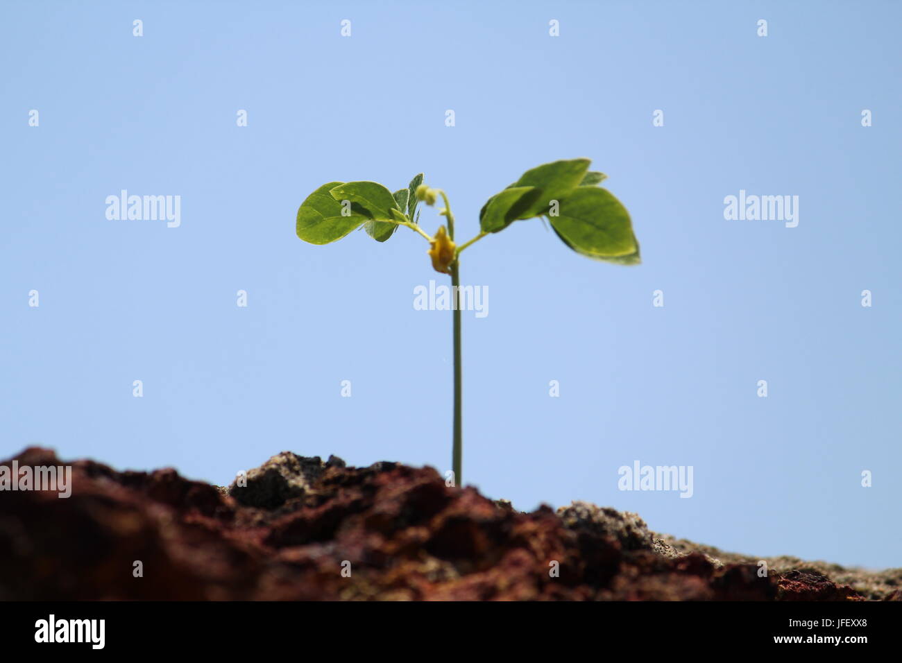 Nature's Thug Life Stock Photo